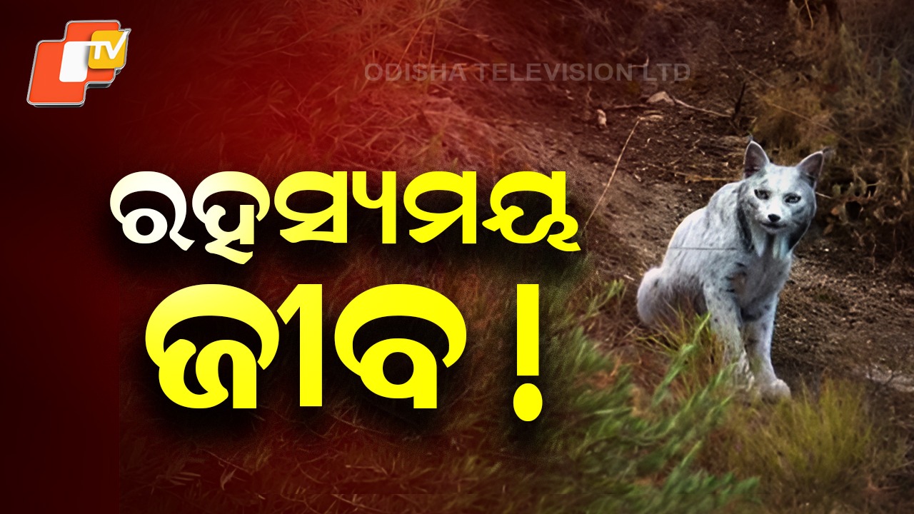First White Lynx: କ୍ୟାମେରାରେ କଏଦ ହେଲା ରହସ୍ୟମୟ ଜୀବ ! ଦେଖିଲେ ଡରିଯିବେ