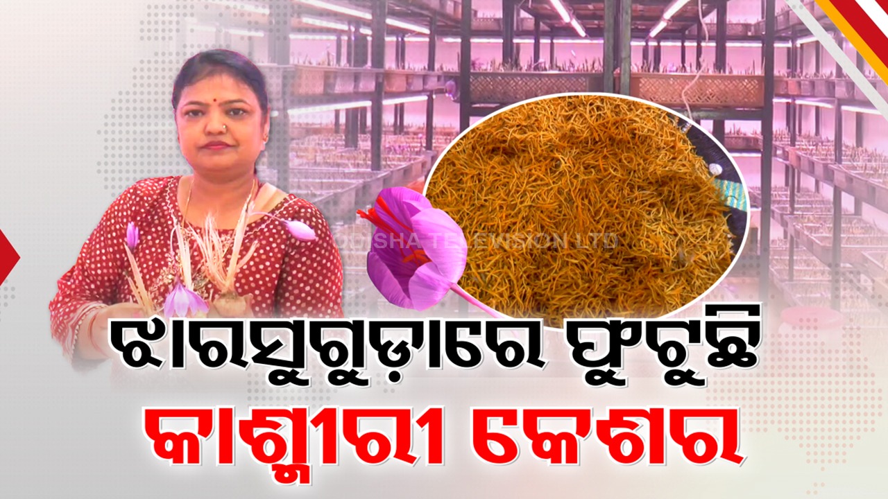 Kashmiri Mogra Blooms: ଝାରସୁଗୁଡ଼ାରେ କାଶ୍ମୀର ଭଳି ତାପମାତ୍ରାର ଭ୍ରମ , ଫୁଟିଛି ମୂଲ୍ୟବାନ ମୋଗ୍ରା କେଶର