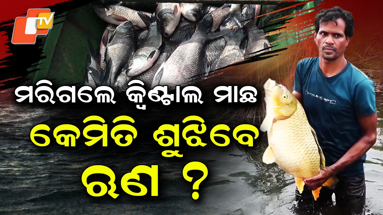 Lakhs of Fish: ପାଣିରେ ଭାସୁଛନ୍ତି ଲକ୍ଷ ଲକ୍ଷ ମାଛ , ଡଙ୍ଗାରେ ପାହାଡ଼ ଭଳି ଗଦା ହୋଇଛି