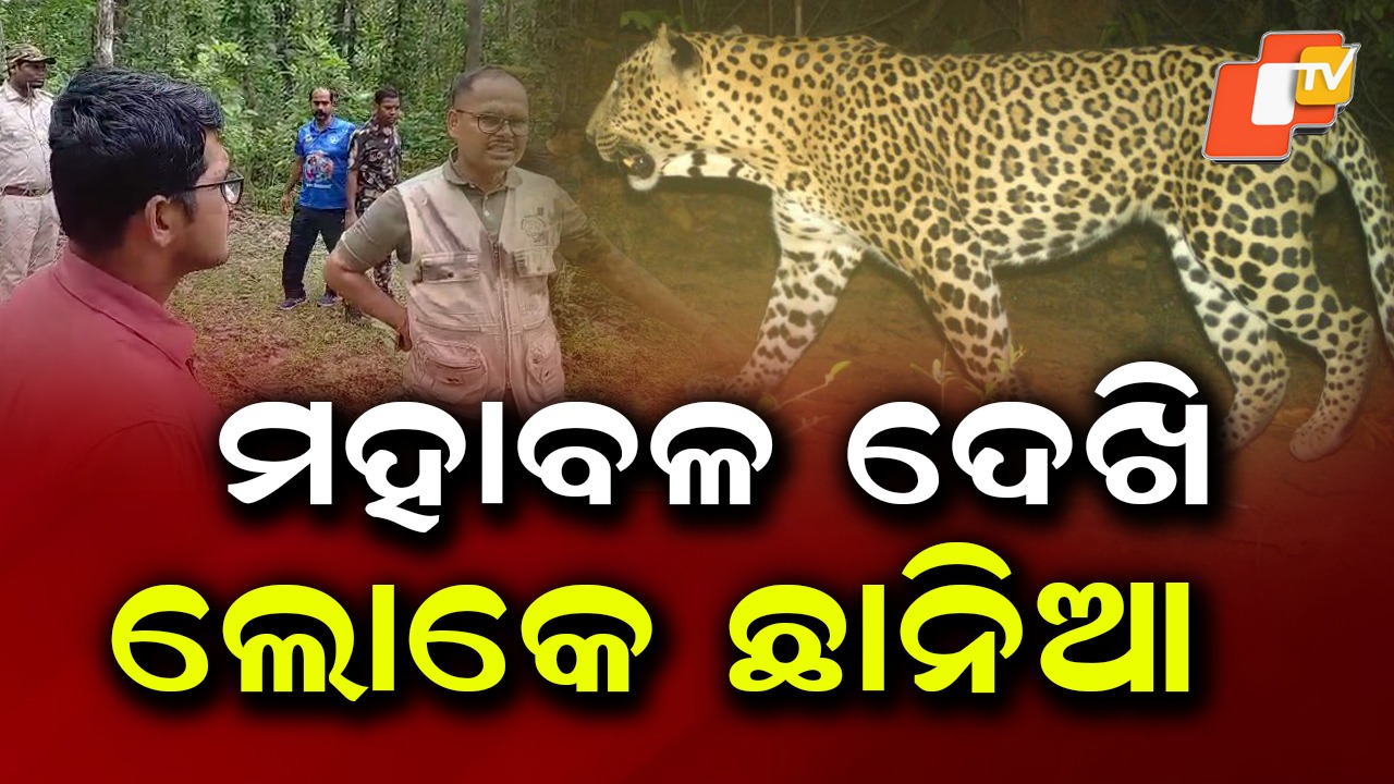 Tiger Foot Marks Spotted: ଗାଁରେ ବୁଲିଲା ବାଘ , CCTVରେ କଏଦ ପରେ ତନାଘନା