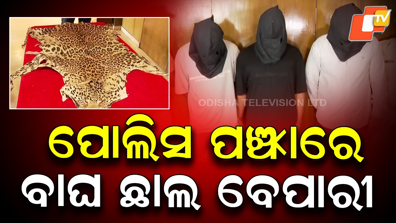 Tiger Skin Deal: ଜୟଦେବ ବିହାର ଅଞ୍ଚଳରେ ହେଉଥିଲା ୩୦ ଲକ୍ଷ ଟଙ୍କାର ଡିଲ୍ , ମାଡ଼ି ବସିଲା ସ୍ପେଶାଲ କ୍ରାଇମ ୟୁନିଟ