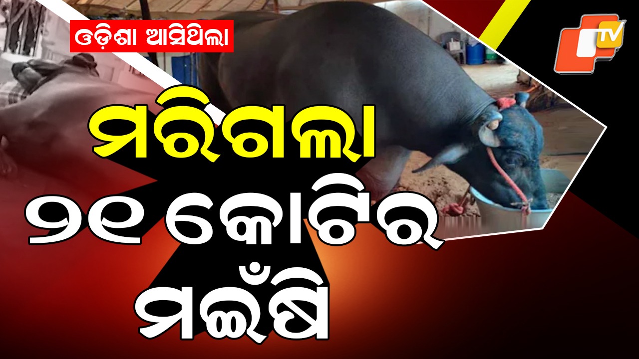 21 Crore Buffalos Death: ୨୧ କୋଟିର ମଇଁଷିର ହେଲା ମୃତ୍ୟୁ , ମେଳାକୁ ଆସିଥିବା ବେଳେ ହେଲା ହାର୍ଟଆଟାକ୍ !