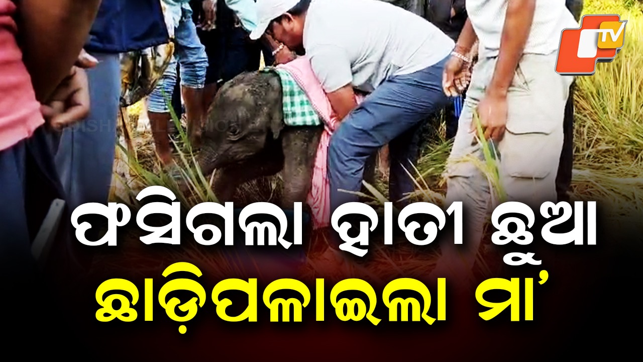 Elephant Calf Rescued: କାଦୁଅରେ ଫସିଗଲା ୧୫ ଦିନର ହାତୀ ଛୁଆ: ଉଦ୍ଧାର କଲା ବନ ବିଭାଗ