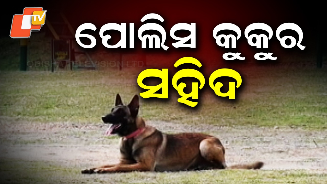 CRPF Dog Martyred: ନକ୍ସଲ ଆକ୍ରମଣରେ ଯବାନ ଆହତ, ପୋଲିସ କୁକୁର ସହିଦ