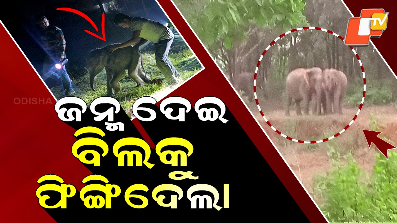 Baby Elephant Cries: ଜନ୍ମ ଦେଇ ବିଲକୁ ଫିଙ୍ଗିଦେଲା , ପାଟି ଖୋଲୁନଥିଲେ ବି ନିଜ ମା’କୁ ଭାରି ଖୋଜିଥିଲା