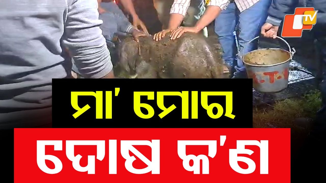 Elephant Calf Rescued: ଅଛୁଆଁ ହୋଇଗଲା ଛୁଆ, ଗ୍ରହଣ କଲାନି ମାଆ