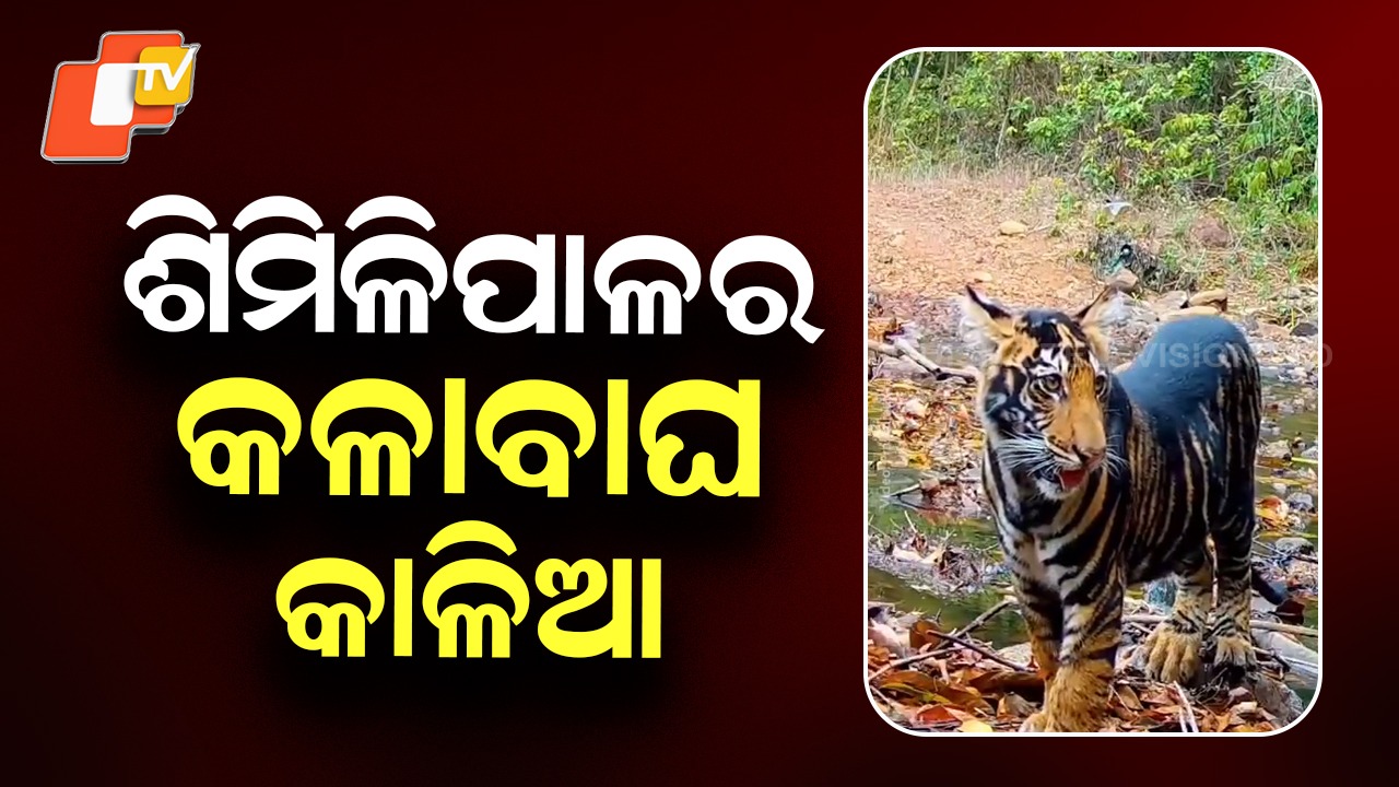 Rare Black Tigress “Kalia” Spotted: ଶିମିଳିପାଳରେ କଳା ମହାବଳବାଘ ‘କାଳିଆ’; ବ୍ୟାଘ୍ର ଅଭୟାରଣ୍ୟର ବୁଲୁଥିବାର ଆସିଲା ନଜର