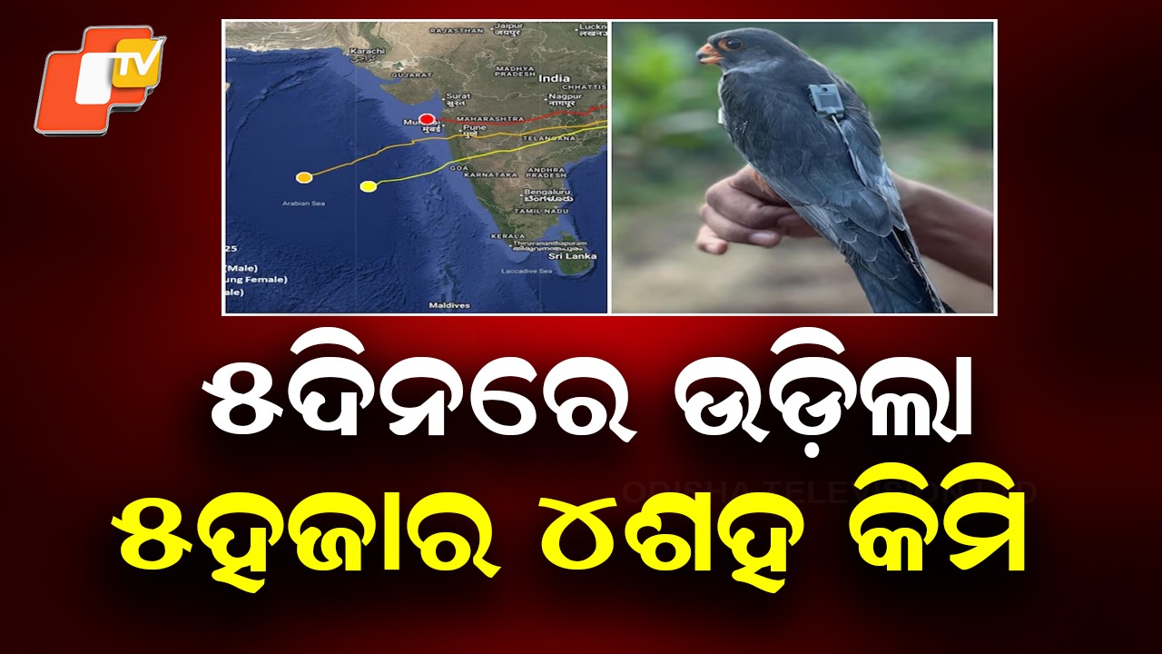 Amur Falcons' Epic 5,400km Dash: 'ଏମୁର ଫାଲକନ୍'ର ଦୁଃସାହସିକ ଯାତ୍ରା... ଉଡ଼ିଲା ୫ହଜାର ୪ଶହ କିମି