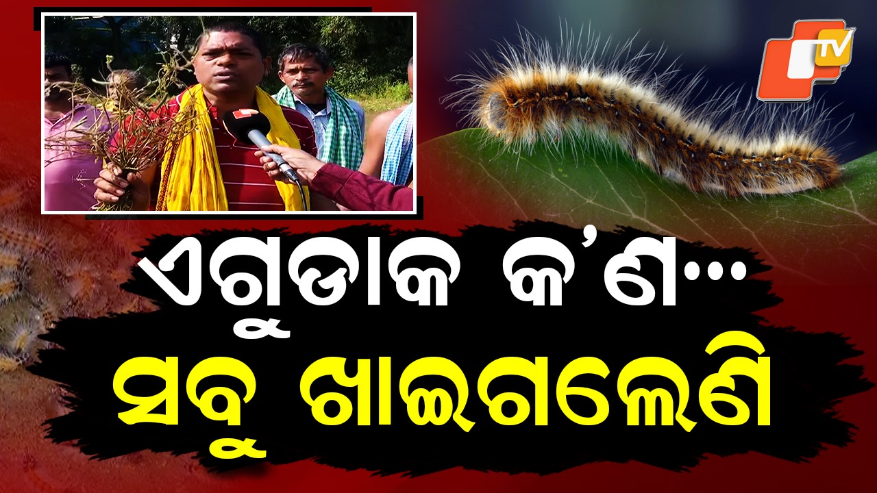 Black-Headed Caterpillar: ଘରୁ ବାହାର କରି ଦେଉ ନାହାନ୍ତି କାଳୀମୁଣ୍ଡି ପୋକ