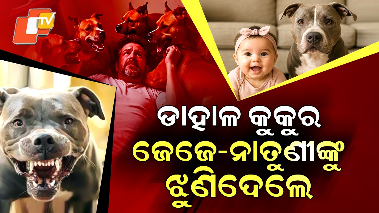 Horror Attack: ଘେରିଗଲେ ୭ଟି ପିଟ୍ ବୁଲ୍, ଜେଜେ ଓ ନାତୁଣୀଙ୍କୁ ଝୁଣିଦେଲେ