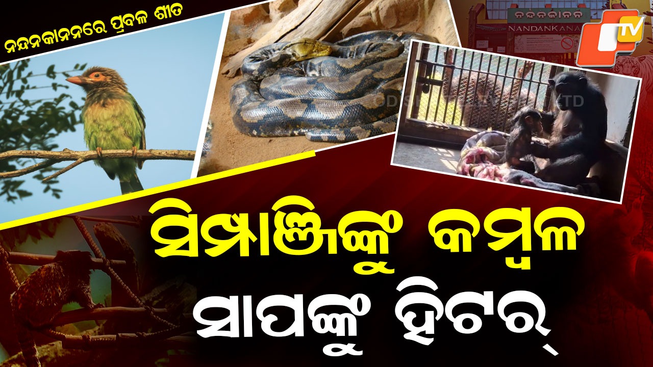 Animals in Blankets: ସିପାଞ୍ଜି ଘୋଡ଼ାଇ ହେବ କମ୍ବଳ , ହିଟର ଲଗାଇ ଶୋଇବେ ସାପ