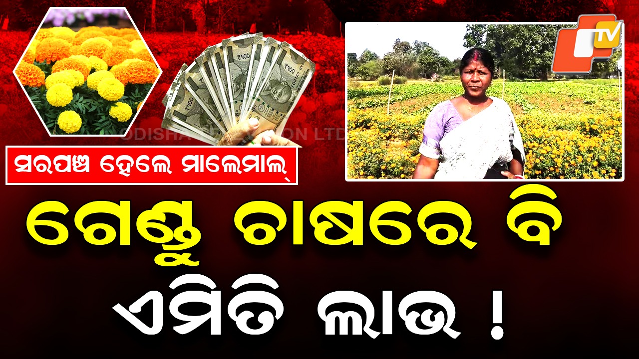 From Soil to Success:୨୦ ଦିନରେ ୨୦ ହଜାର ରୋଜଗାର, ଗେଣ୍ଡୁ ଚାଷ କରି ମାଲେମାଲ୍
