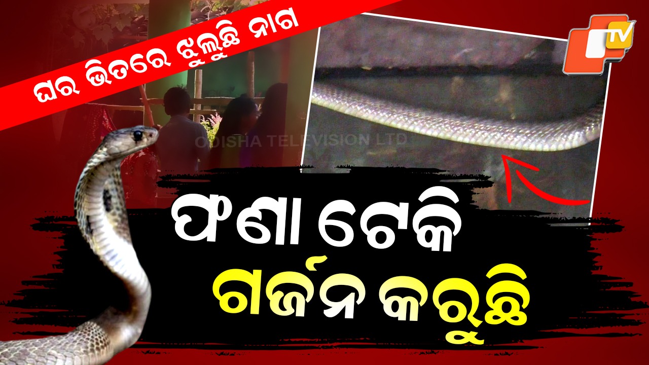 Cobra Hangs Inside House: ଫଣା ଟେକି ଗର୍ଜନ କଲା ନାଗ ! ସାପ ଭୟରେ ଥରୁଥିଲେ ପରିବାର