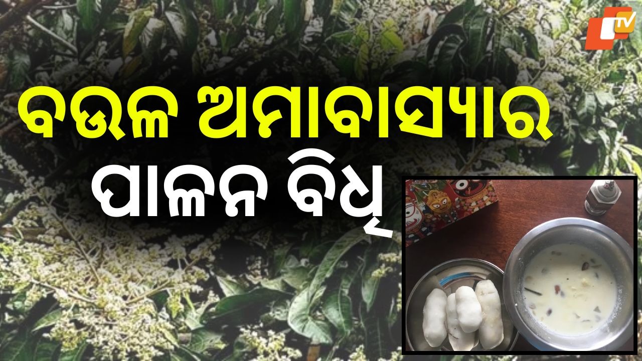 Baula Amavasya: ଆମ୍ବ ଗଛର ପୂଜା, ବଉଳ ଅମାବାସ୍ୟାର ପର୍ବ, ରହିଛି ଗଇଁଠା ପିଠାର ସ୍ୱତନ୍ତ୍ରତା