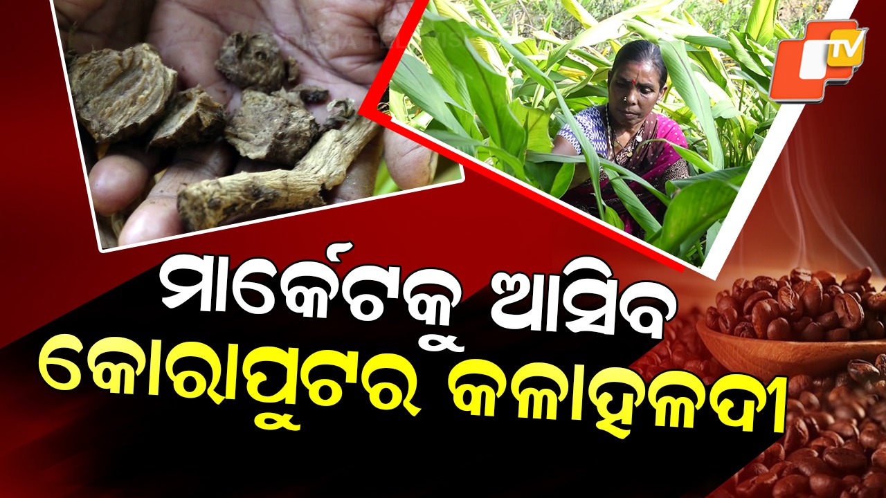 Black Turmeric: ଏଥର ମାର୍କେଟ ନେବ କୋରାପୁଟର କଳାହଳଦୀ ,  ଭଲ କରିଦେବ ଅନେକ ରୋଗ