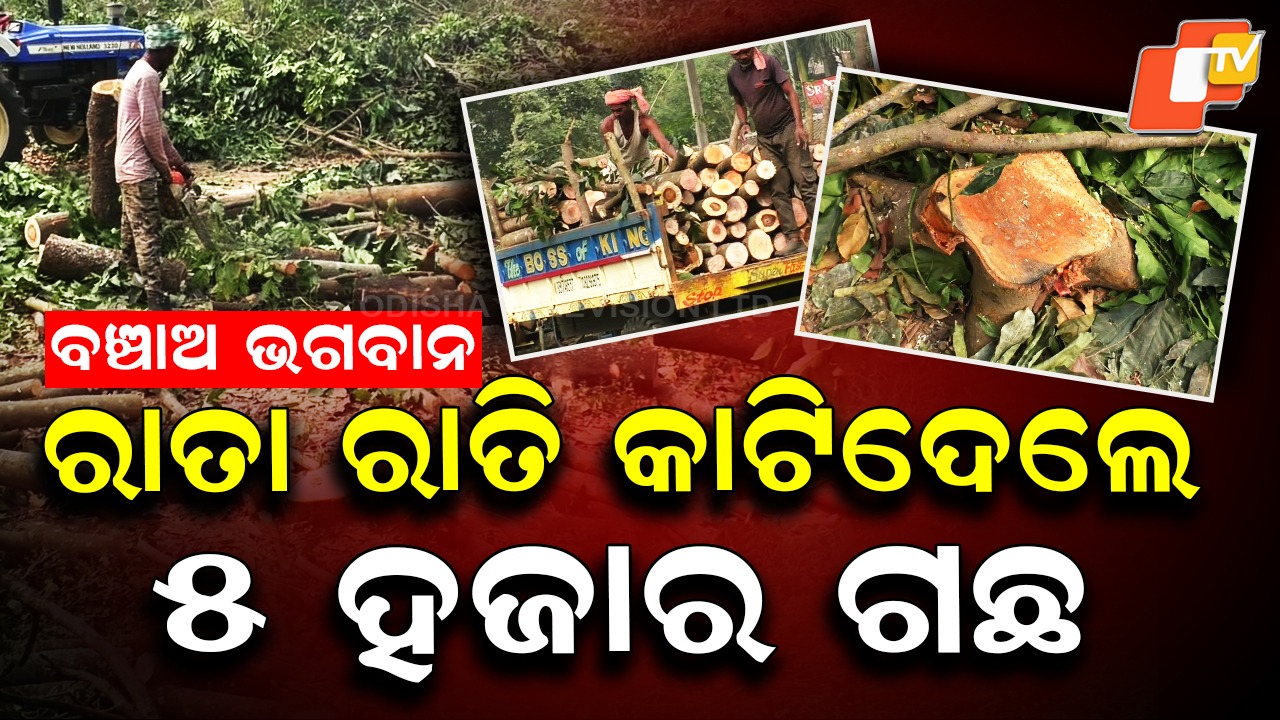Green Cover Destroyed: ଆତଙ୍କ ରଚୁଛି ମଣିଷ ,  ରାତା ରାତି କାଟିଦେଲେ ୫ ହଜାର ଗଛ