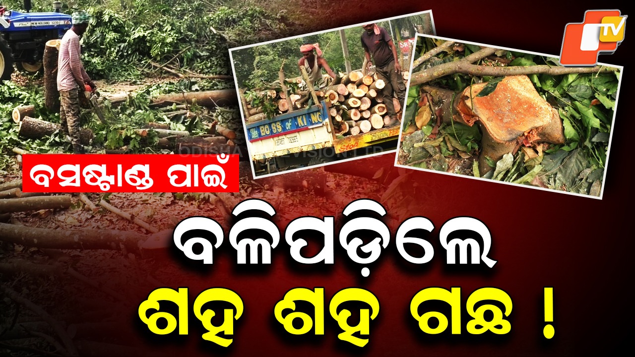 Green Cover Destroyed: ବସଷ୍ଟାଣ୍ଡ ପାଇଁ ରାତା ରାତି କାଟିଦେଲେ ଶହ ଶହ ଗଛ