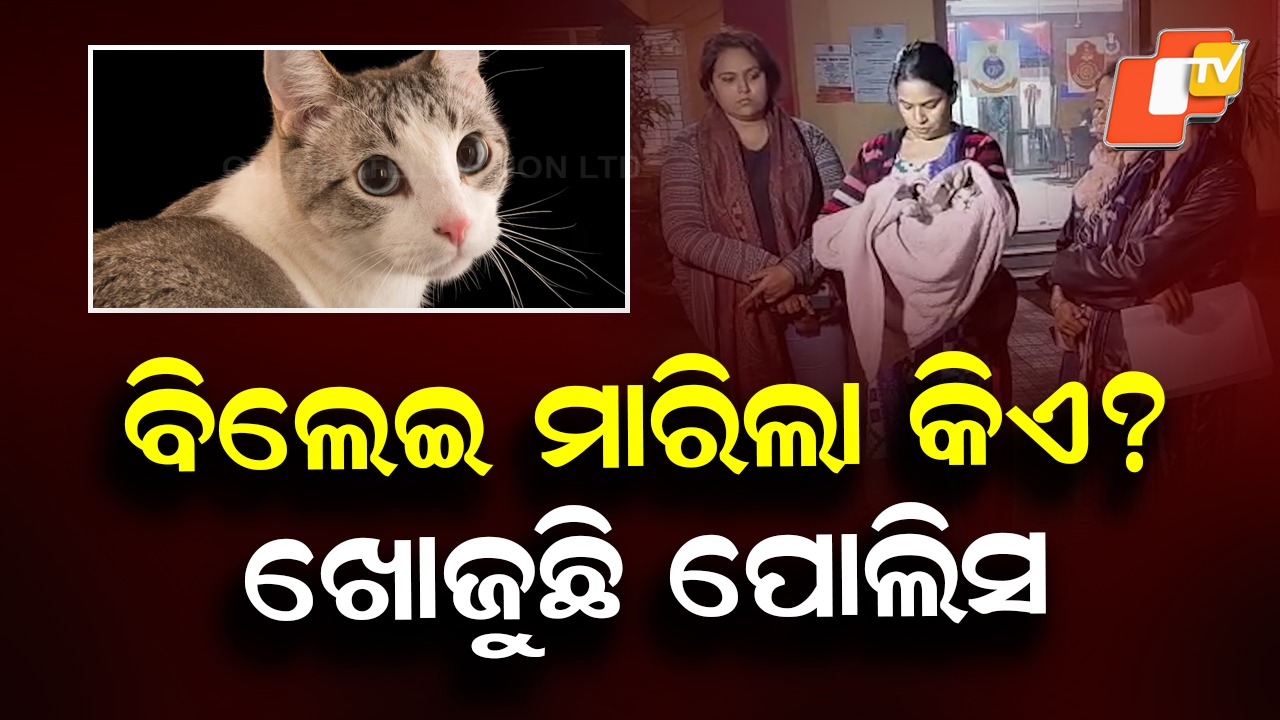 Police Search for Cat Killer: ବିଲେଇକୁ ହତ୍ୟା, ତଦନ୍ତ କରୁଛି ପୋଲିସ