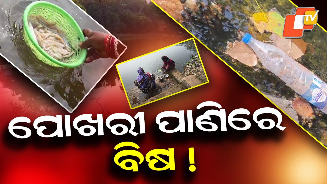 Contaminated Pond Water: ପୋଖରୀ ପାଣିରେ ବିଷ ! ଦେଖାଦେଇଛି ମାରାତ୍ମକ ରୋଗର ଭୟ