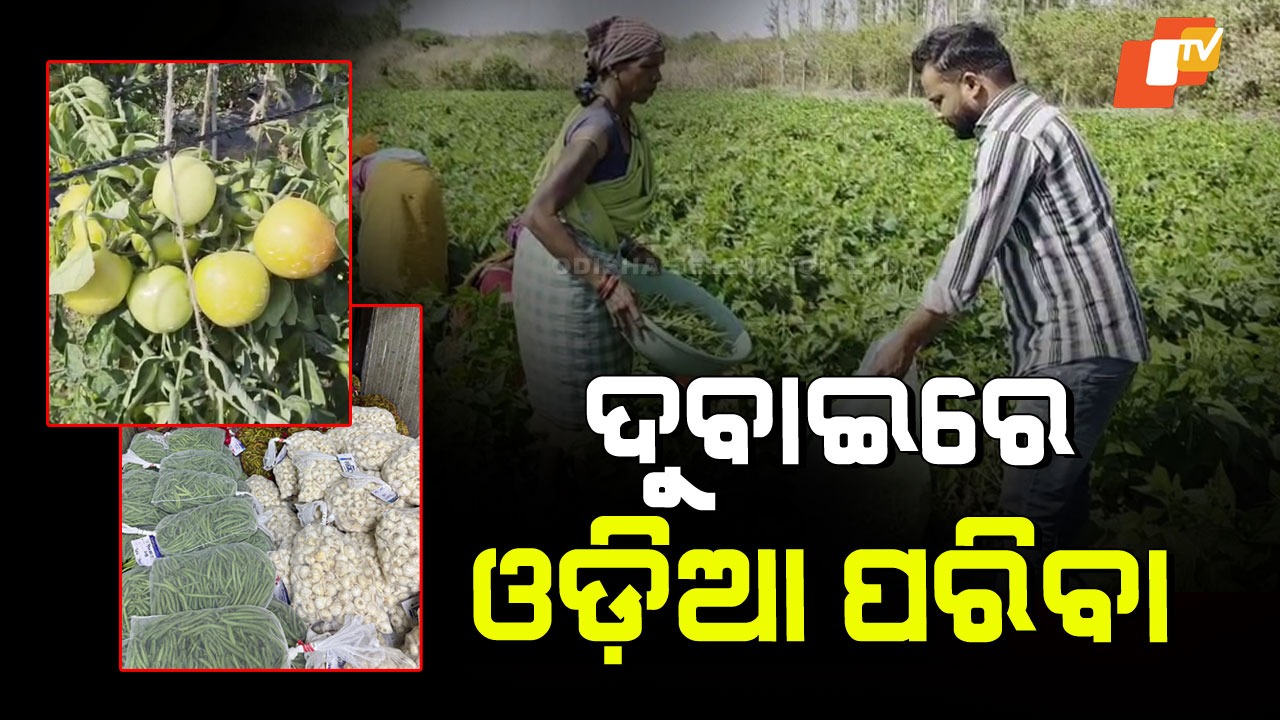 Local Vegetables Go Global: ବିଦେଶରେ ଓଡ଼ିଶା ପରିବାର ଚାହିଦା; ହେଉଛି ଭଲ ରୋଜଗାର, ଚାଷୀ ମାଲେମାଲ୍