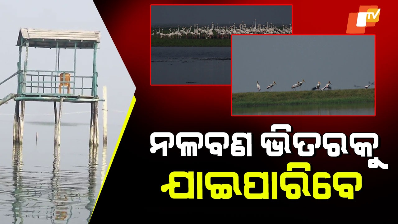 Nalabana Bird Paradise: ଆସିଲେଣି ଲକ୍ଷାଧିକ ବିଦେଶୀ ପକ୍ଷୀ; ଜମିଲାଣି ଭିଡ