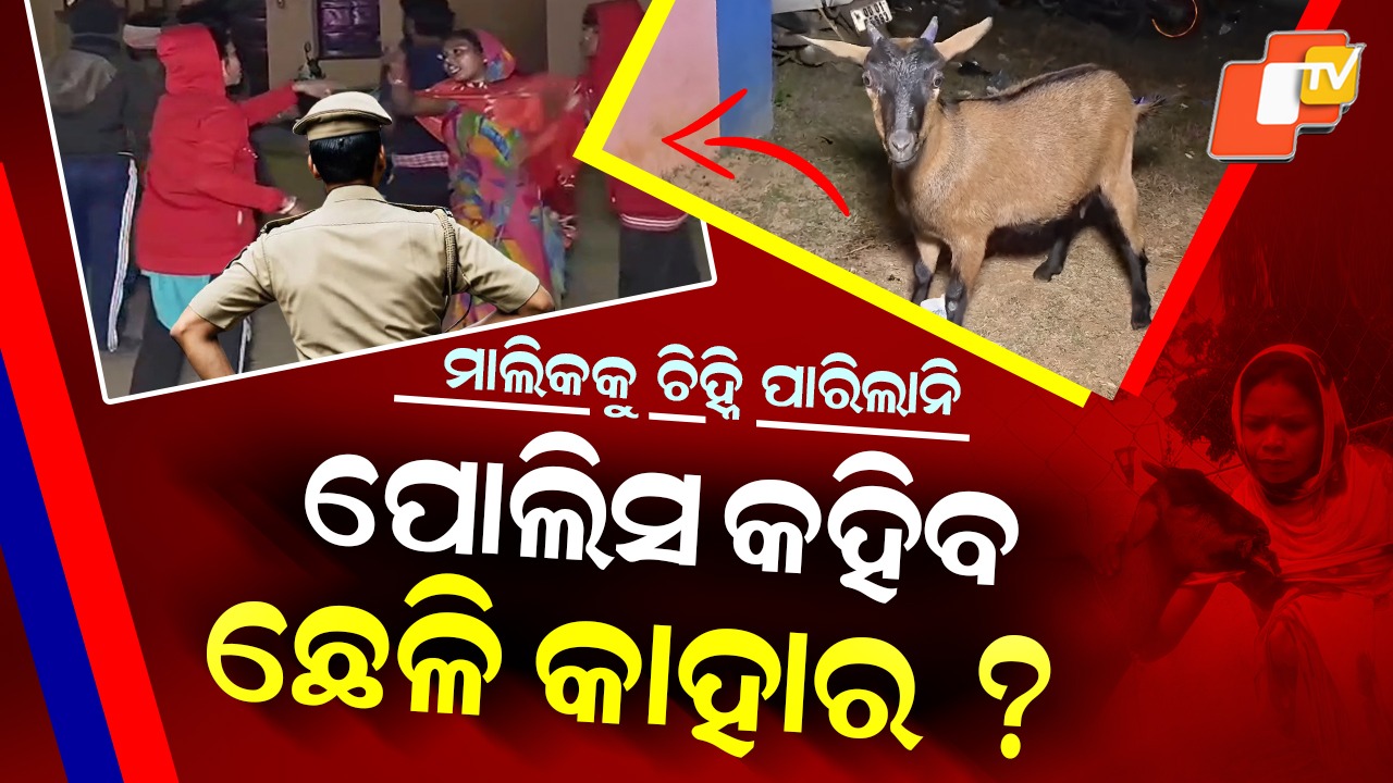 Bizarre Goat Fight: ଛେଳି କଳିରେ ଝାଳନାଳ ପୋଲିସ ! ଝଗଡ଼ାରେ କଂପିଲା ଥାନା