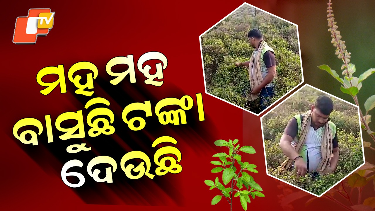 Tulasi Farming: ମହ ମହ ବାସୁଛି ଟଙ୍କା ଦେଉଛି , ଲୋକଙ୍କୁ ଯୋଗାଉଛି ରୋଜଗାର