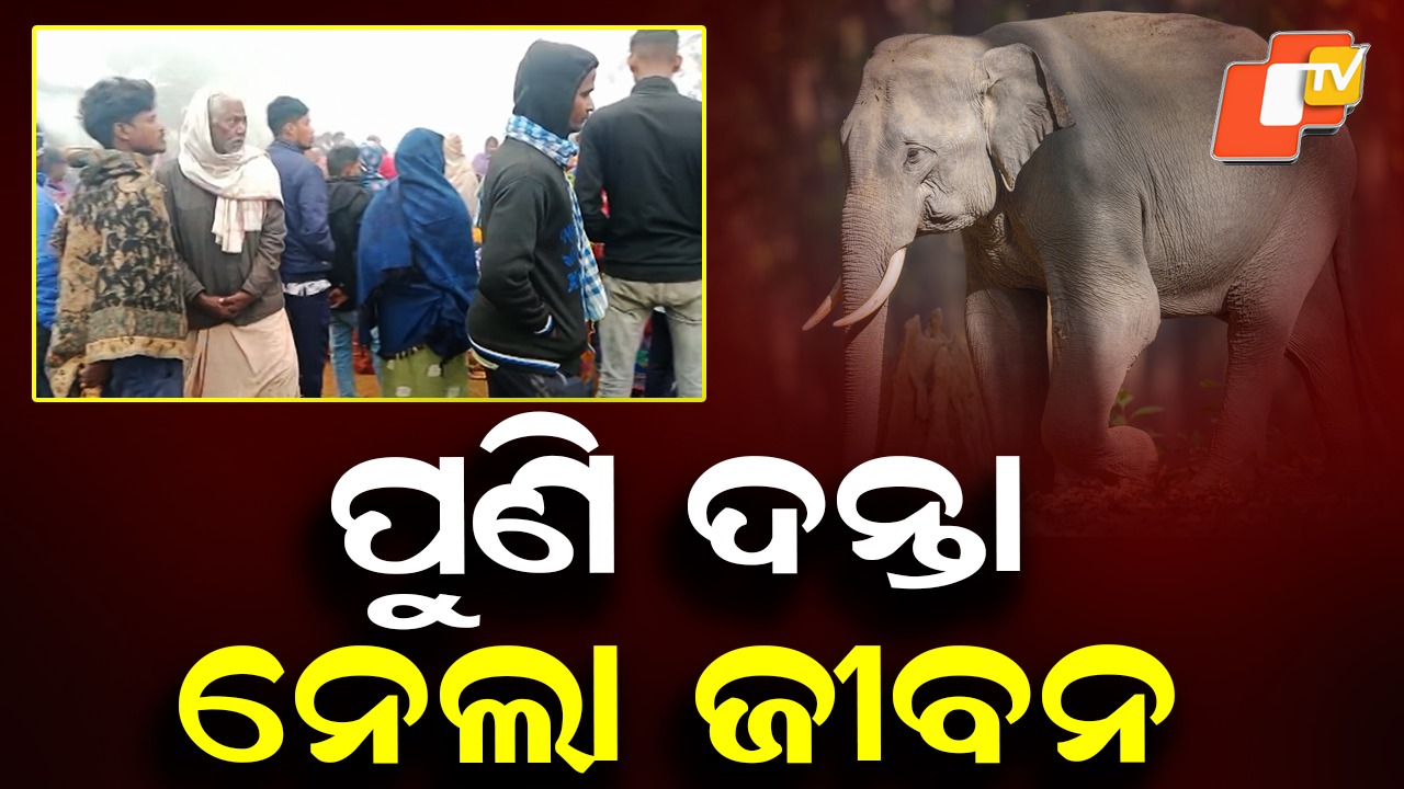 Elephant Attack: ପୁଣି ଦନ୍ତା ନେଲା ଜୀବନ; ଲଗାତର ୨ ଦିନରେ ୨ ମୁଣ୍ଡ ନେଲାଣି ଦନ୍ତା