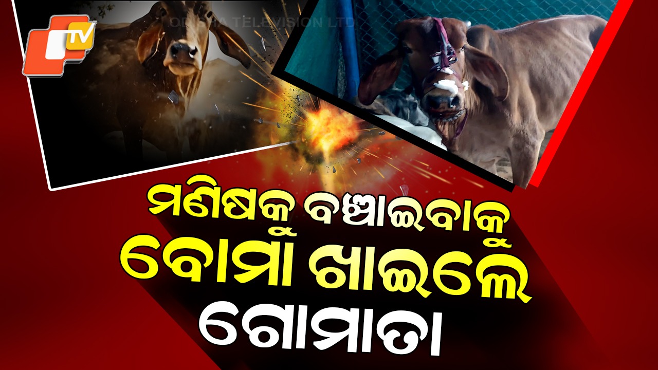 Cow Takes the Bomb Hit: ନିଜେ ବୋମା ଖାଇ କୁନି କୁନି ପିଲାଙ୍କ ଜୀବନ ରକ୍ଷା କଲେ ଗୋମାତା