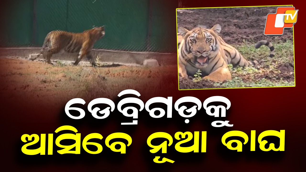 Debrigarh: ଡେବ୍ରିଗଡ଼କୁ ଆସିବେ ୨ଟି ନୂଆ ବାଘ