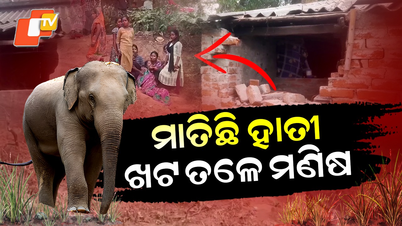 Tuskless Elephant: ବୁଲି ବୁଲି ଲୋକଙ୍କ ଘର ଭାଙ୍ଗୁଛି, କେହି ହାବୁଡରେ ପଡିଲେ ଦଳିକି ମାରିଦେଉଛି ହାତୀ