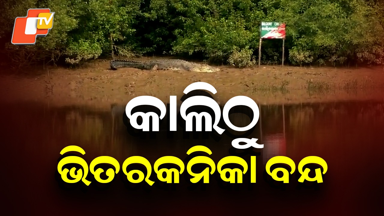 Crocodile Census: କାଲିଠୁ ଭିତରକନିକା ବନ୍ଦ