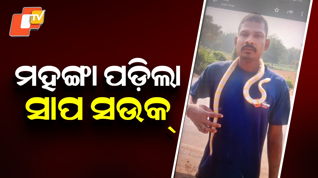 Odisha: ମହଙ୍ଗା ପଡ଼ିଲା ସାପ ସଉକ୍