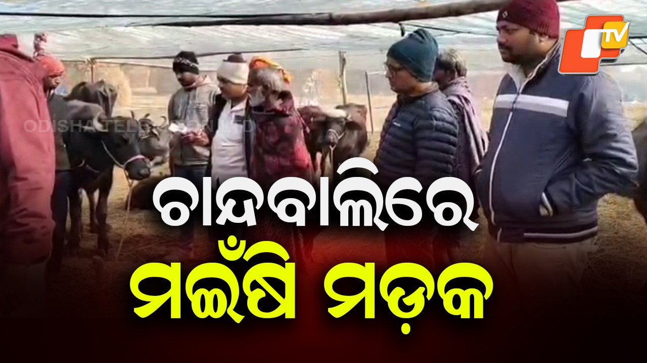 20 Buffaloes Die: ୧୫ ଦିନରେ ଆଖି ବୁଜିଲେ ୨୦ରୁ ଅଧିକ ମଇଁଷି