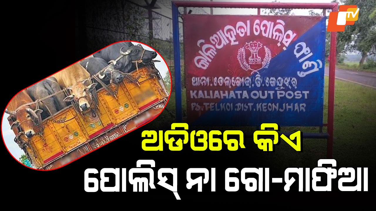 Cattle Smuggling: ଗୋରୁ ମାଫିଆଙ୍କ ସହିତ ପୋଲିସର ମୁଲ-ଚାଲ, ଅଡିଓ ଭାଇରାଲ
