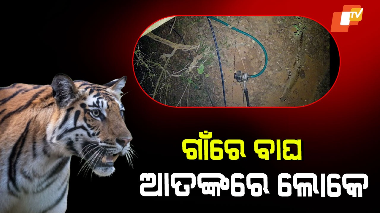 CCTV Captures Tiger in Village : ଏହି ରାସ୍ତାରେ ଯାଉଛନ୍ତି କି? ବୁଲୁଛି ବାଘ!