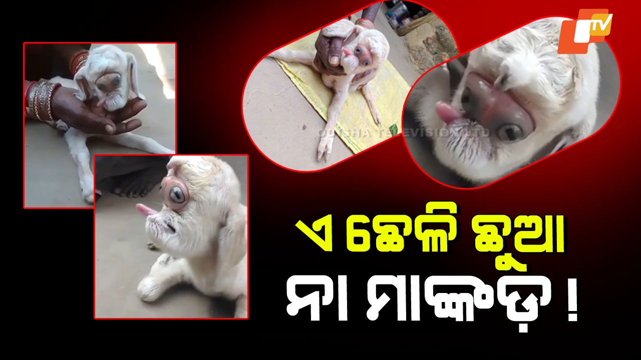 Rare Goat Kid With Monkey-Like: ମାଙ୍କଡ଼ ପରି ମୁହଁ ଥିବା ବିରଳ ଛେଳି ଛୁଆ, ଗାଁ ସାରା ଆଶ୍ଚର୍ଯ୍ୟ