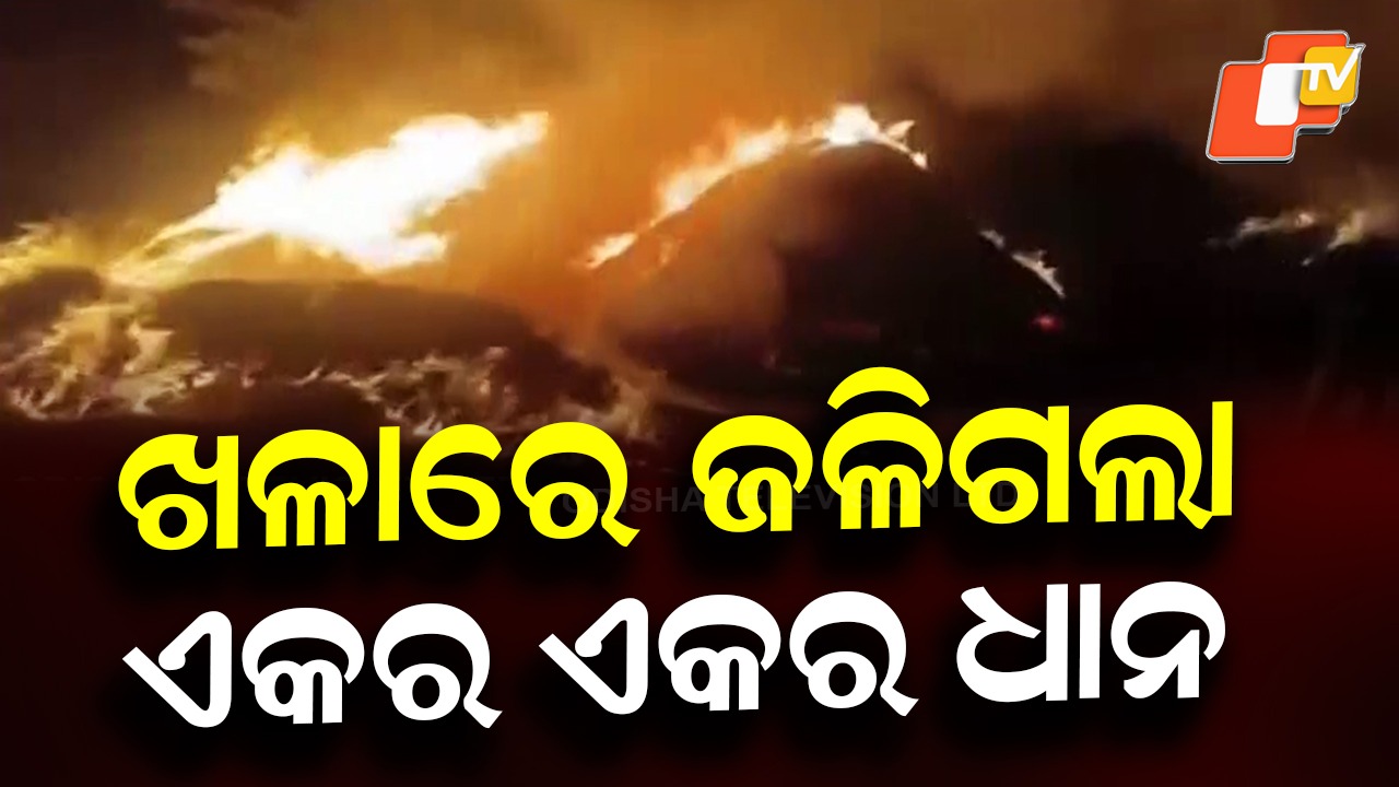 From Hope to Ruin: ପାଉଁଶ ହୋଇଗଲା ଏକର ଏକର ଧାନ,ପାଣିରେ ପଡିଲା ବର୍ଷକର ପରିଶ୍ରମ