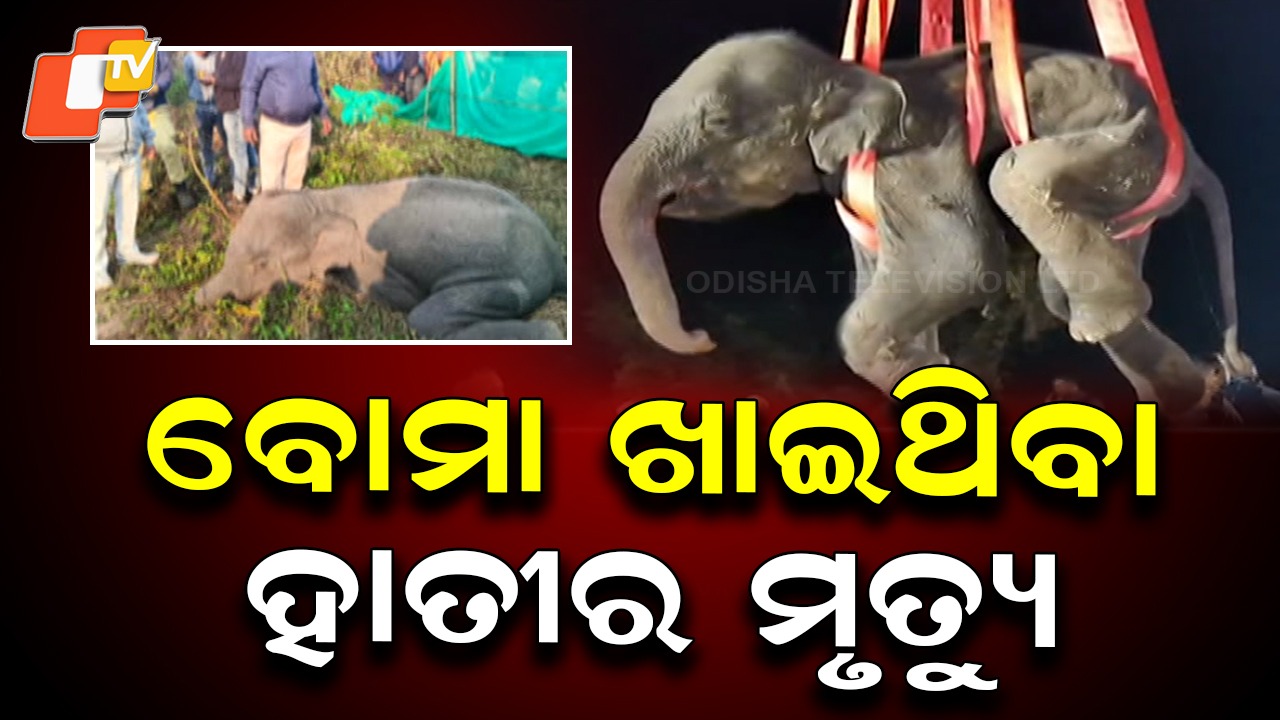 Shocking Wildlife Crime: ବୋମା ଖାଇଥିବା ହାତୀର ମୃତ୍ୟୁ, ତଦନ୍ତ କରୁଛି ବନ ବିଭାଗ