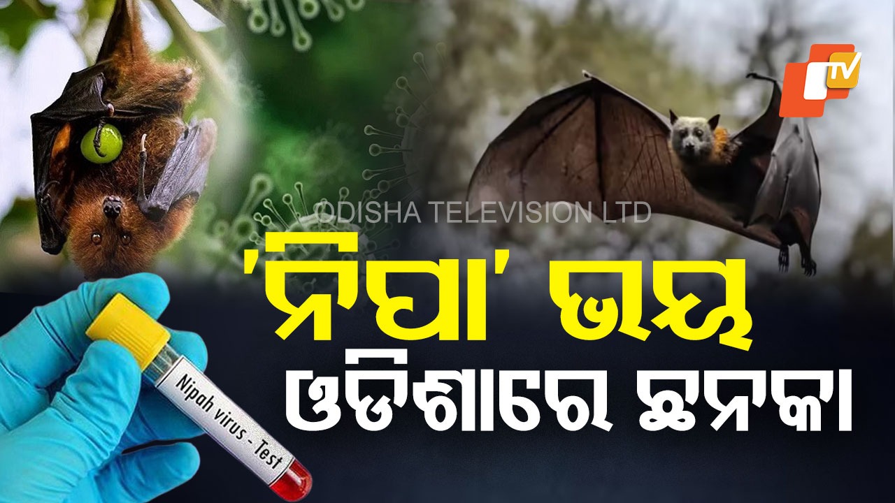 Nipah Virus Alert : 'ନିପା' ଭୟ, ଅପରାହ୍ଣରେ ସ୍ୱାସ୍ଥ୍ୟମନ୍ତ୍ରୀଙ୍କ ଗୁରୁତ୍ୱପୂର୍ଣ୍ଣ ବୈଠକ