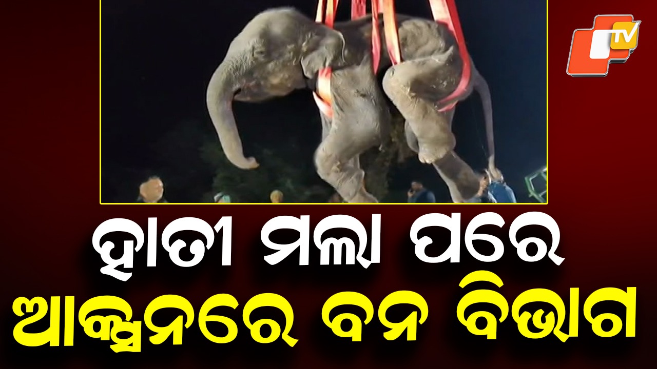 Forest Department Cracks Down: ହାତୀ ମଲା ପରେ ଆକ୍ସନରେ ବନ ବିଭାଗ, ଜୋରଦାର ହେଲା ଛାନଭିନ୍