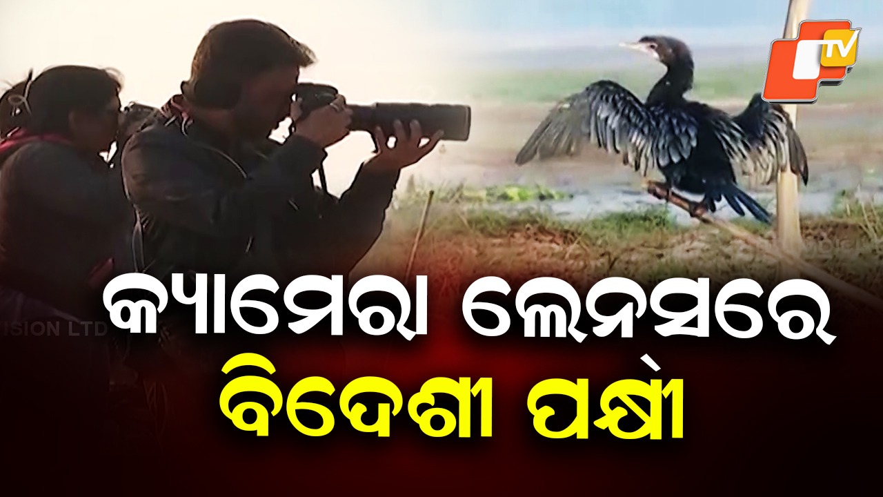 Bird Census Starts: ଚିଲିକା ଓ ସମ୍ବଲପୁର ହୀରାକୁଦ ଡ୍ୟାମରେ ପକ୍ଷୀ ଗଣନା, ଚଳିତ ବର୍ଷ କେତେ ପକ୍ଷୀ ଆସିଛନ୍ତି ହେଉଛି ଗଣତି