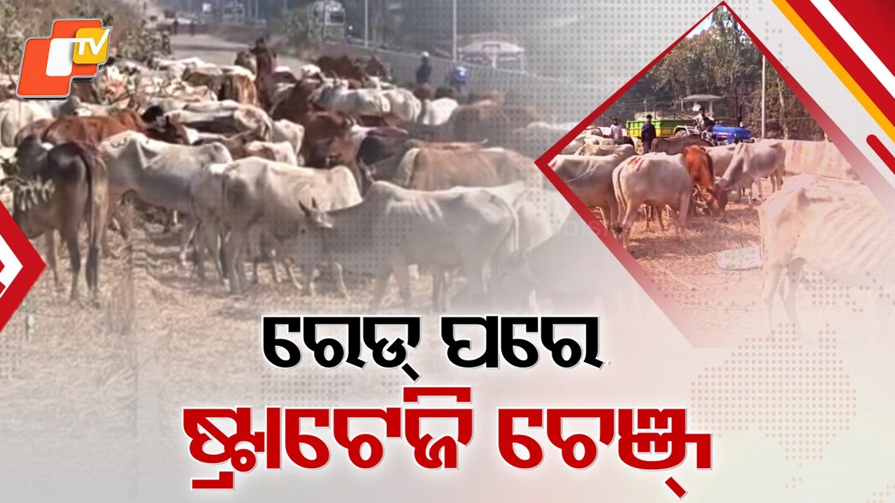 Cow Smuggling Mafia Alters Strategy: ରେଡ୍ ପରେ ବଦଳିଗଲା ଗୋ-ମାଫିଆଙ୍କ ଷ୍ଟ୍ରାଟେଜି; କଣ୍ଟେନର ବଦଳରେ ଚଲାଇ ଚଲାଇ ଗୋରୁ ଚାଲାଣ
