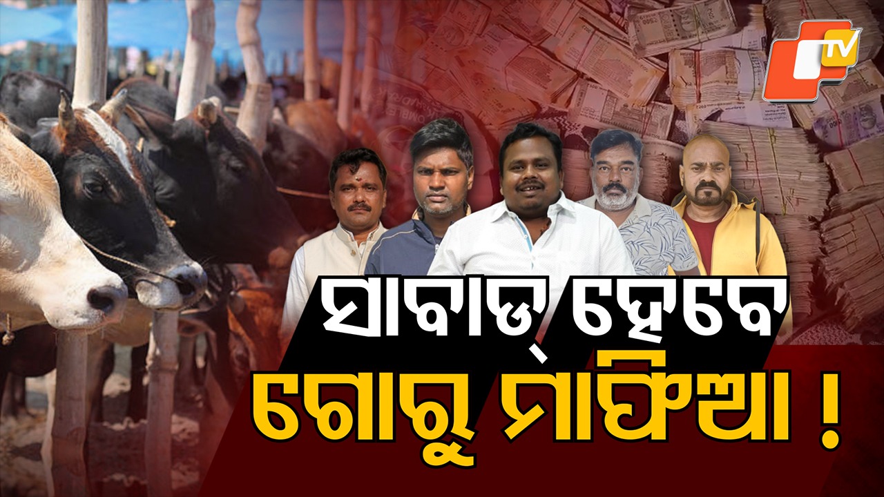 Authorities Crack Down on Cow Mafia: ଗୋ-ମାଫିଆଙ୍କ ଉପରେ ବଡ଼ ଆକ୍ସନ୍,  କେନ୍ଦୁଝରରେ ମାମଲା ପରେ ୫ ଜିଲ୍ଲାରେ ରେଡ୍
