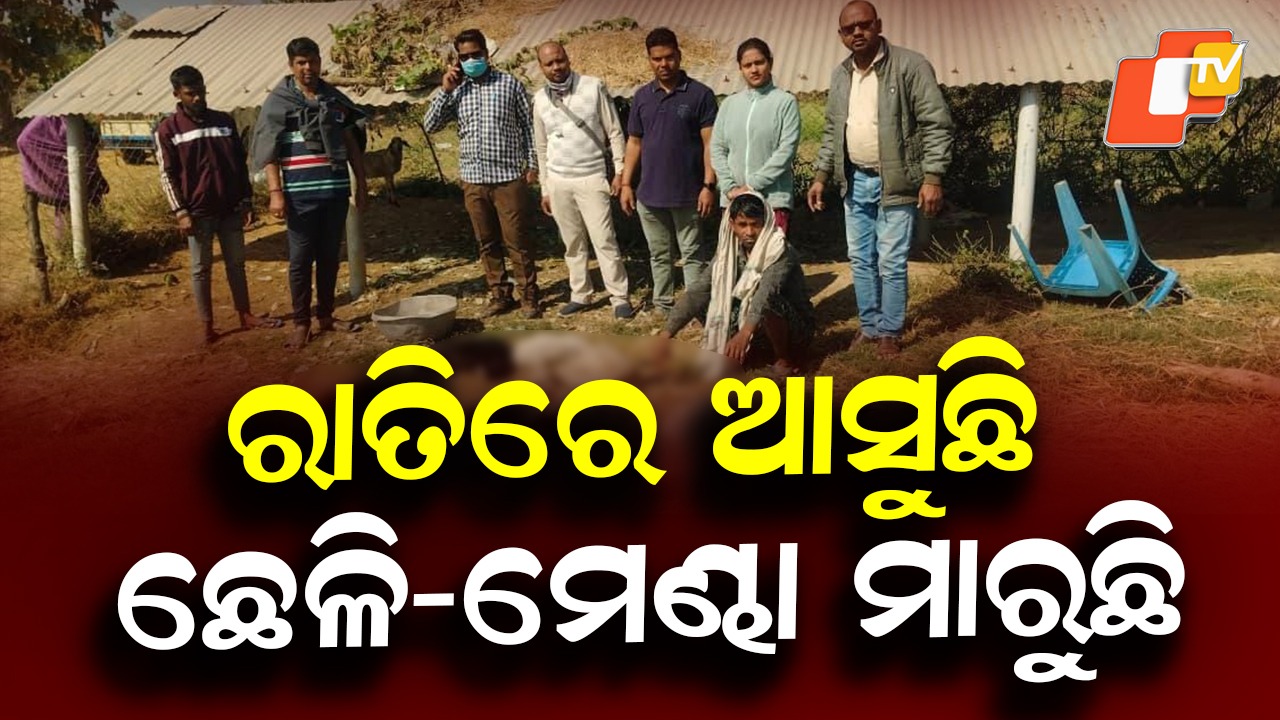 Who Attacked and How? ଅଜଣା ଜନ୍ତୁ ଆକ୍ରମଣରେ ୧୩ ମେଣ୍ଢା ଓ ଛେଳି ମୃତ, କିଏ ଆସିଲା କେମିତି ମାରିଲା ?