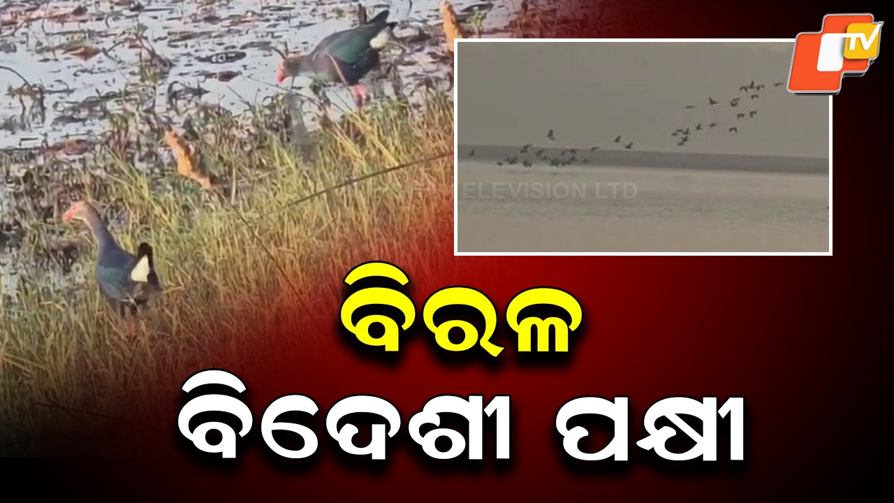 Big Boost for Biodiversity: ଚିଲିକାକୁ ଆସିଛନ୍ତି ୧୧ ଲକ୍ଷ ପକ୍ଷୀ