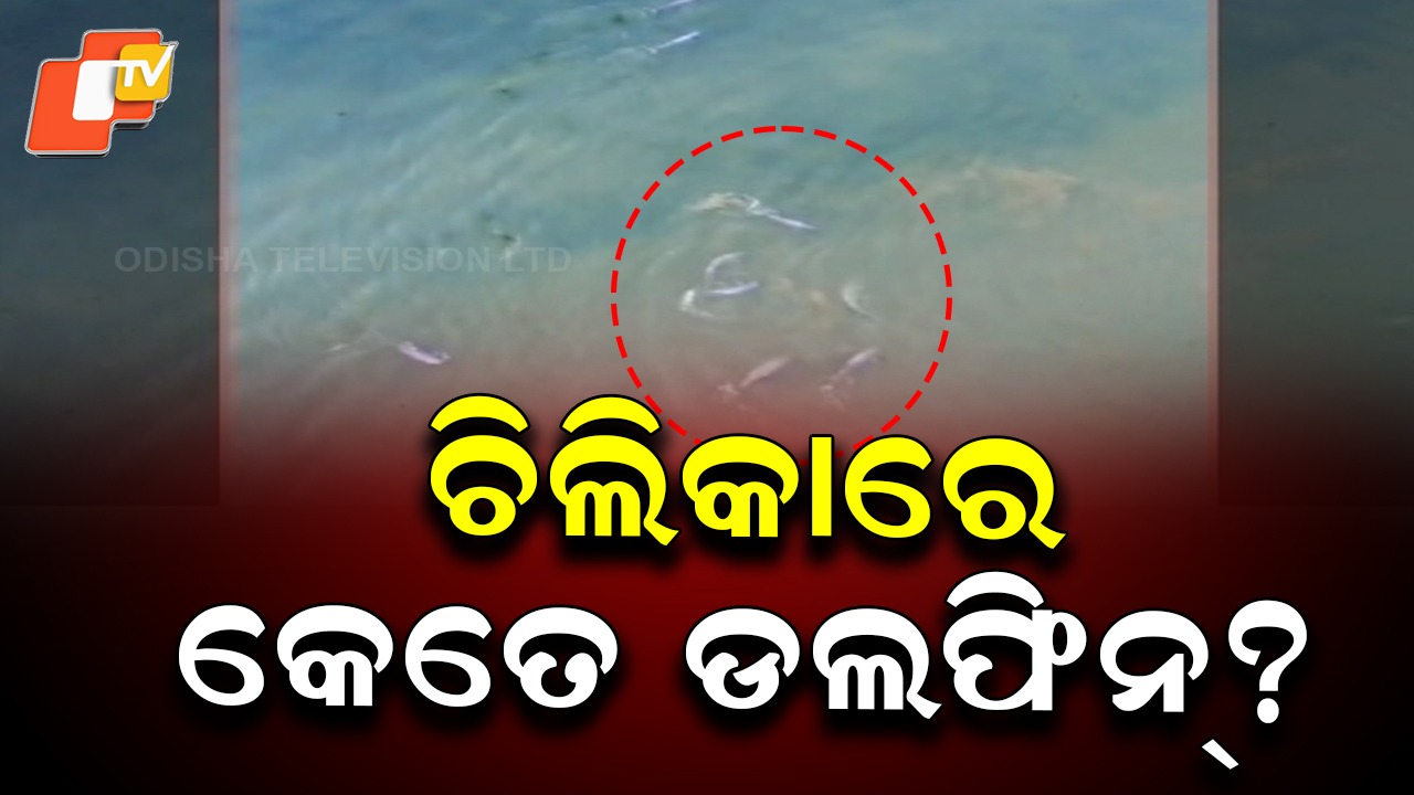 Dolphin census begin: ଡଲଫିନ୍ ଗଣିବେ ୧୮ଟି ଟିମ୍,  ସକାଳ ୬ରୁ ୧୨ ଯାଏଁ ଚାଲିବ କାଉଣ୍ଟିଂ