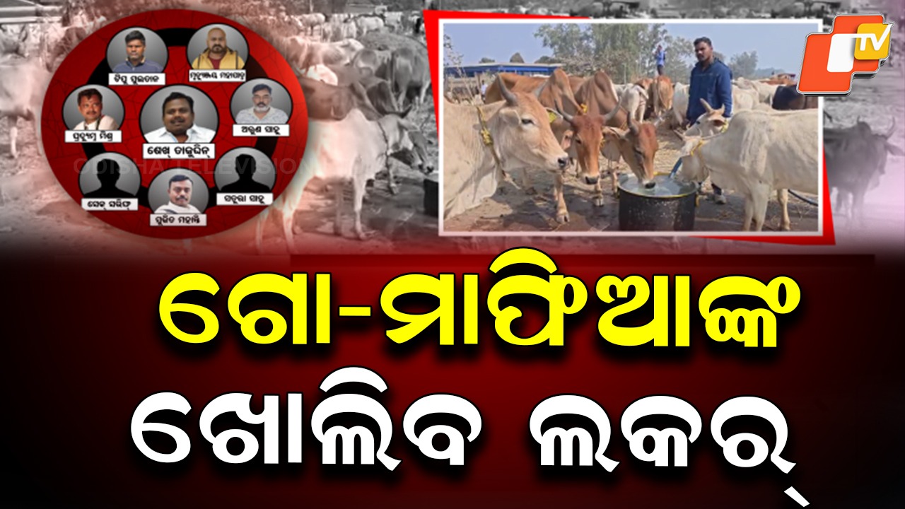 Go-Mafia Busted Odisha: ଗୋ-ମାଫିଆଙ୍କ ଛାତି ଧଡ଼ଧଡ଼,  ଖୋଲିବ ୫୦ ବ୍ୟାଙ୍କ ଆକାଉଣ୍ଟ, ୨୦ରୁ ଅଧିକ ଲକର୍