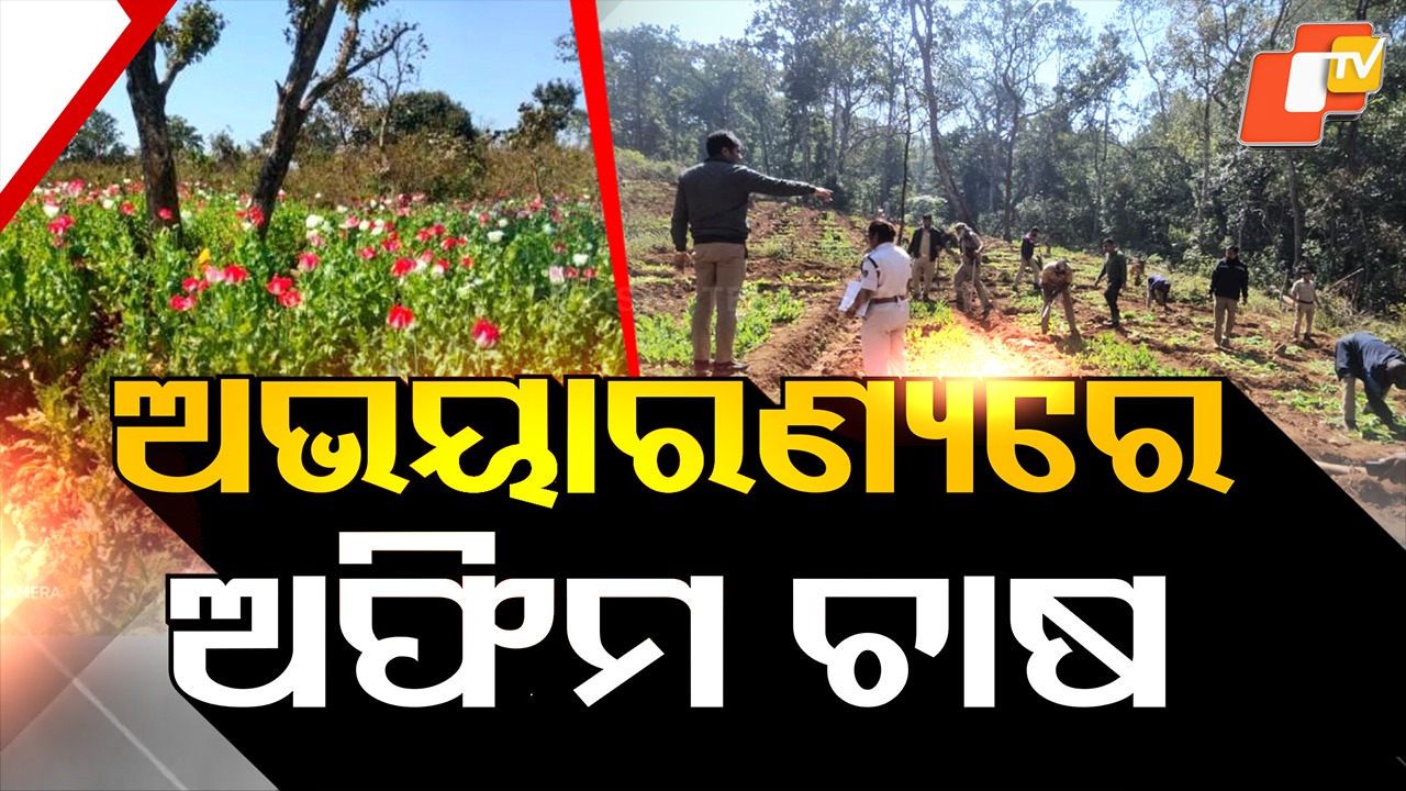 Illegal opium cultivation: ଅଭୟାରଣ୍ୟ ଭିତରେ ଅଫିମ ଲଗାଇଲା କିଏ? ରେଡ୍ କଲା ପୋଲିସ ଓ ବନ ବିଭାଗ