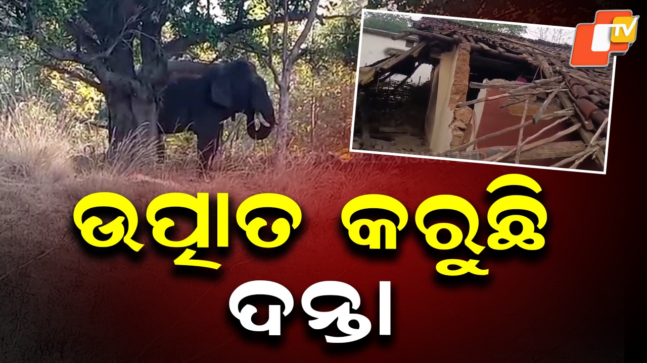 Tusker Terror: ନିଦ ହଜେଇଛି ହାତୀ; ଭାଙ୍ଗୁଛି ଘର, ନଷ୍ଟ କରୁଛି ଧନସମ୍ପତ୍ତି